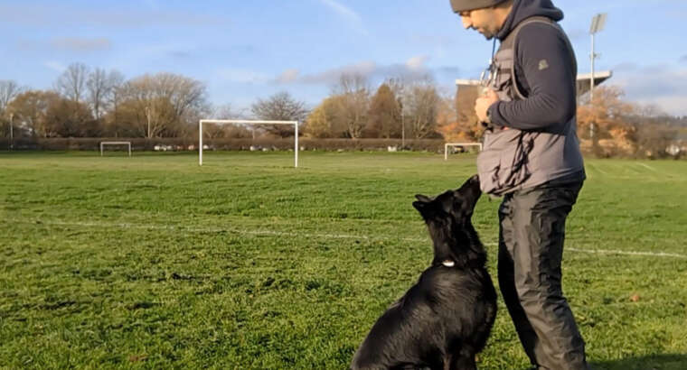 Dog Training Packages
