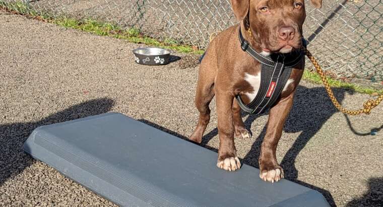 Puppy Training Package