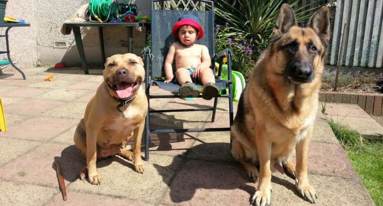 Preparing Your Dog for a New Baby: Tips for a Smooth Transition