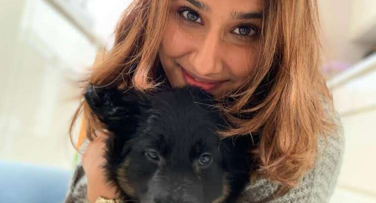 Preparing to pick up your puppy for the first time and what to do