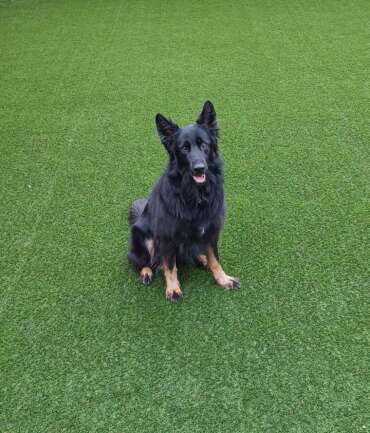 Transitioning Your Dog to Artificial Grass: A Guide to Environmental Socialization
