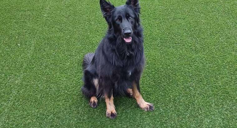 Transitioning Your Dog to Artificial Grass: A Guide to Environmental Socialization