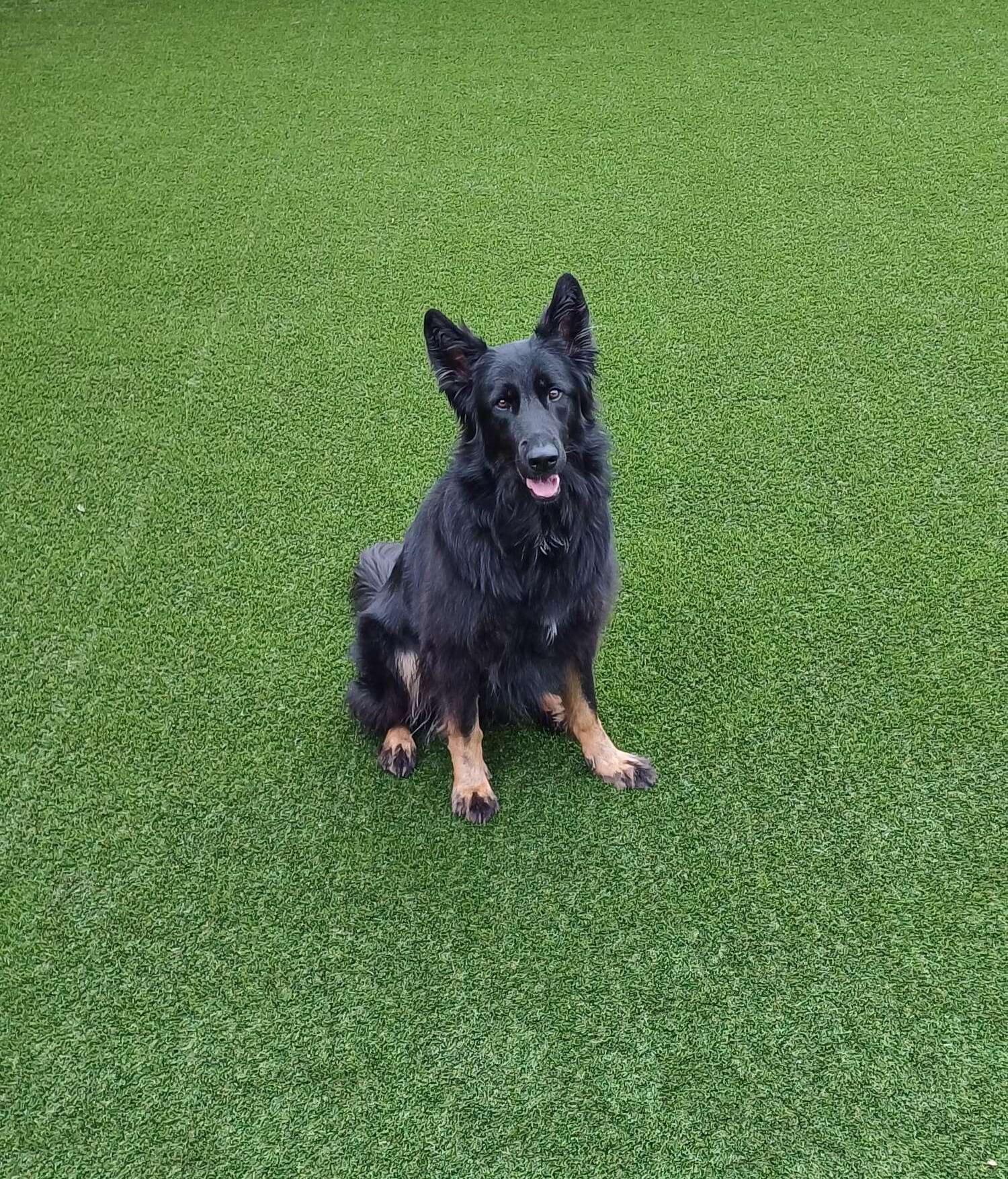 Curated visual reference: Transitioning Your Dog To Artificial Grass A Guide To Environmental Photo Inspiration